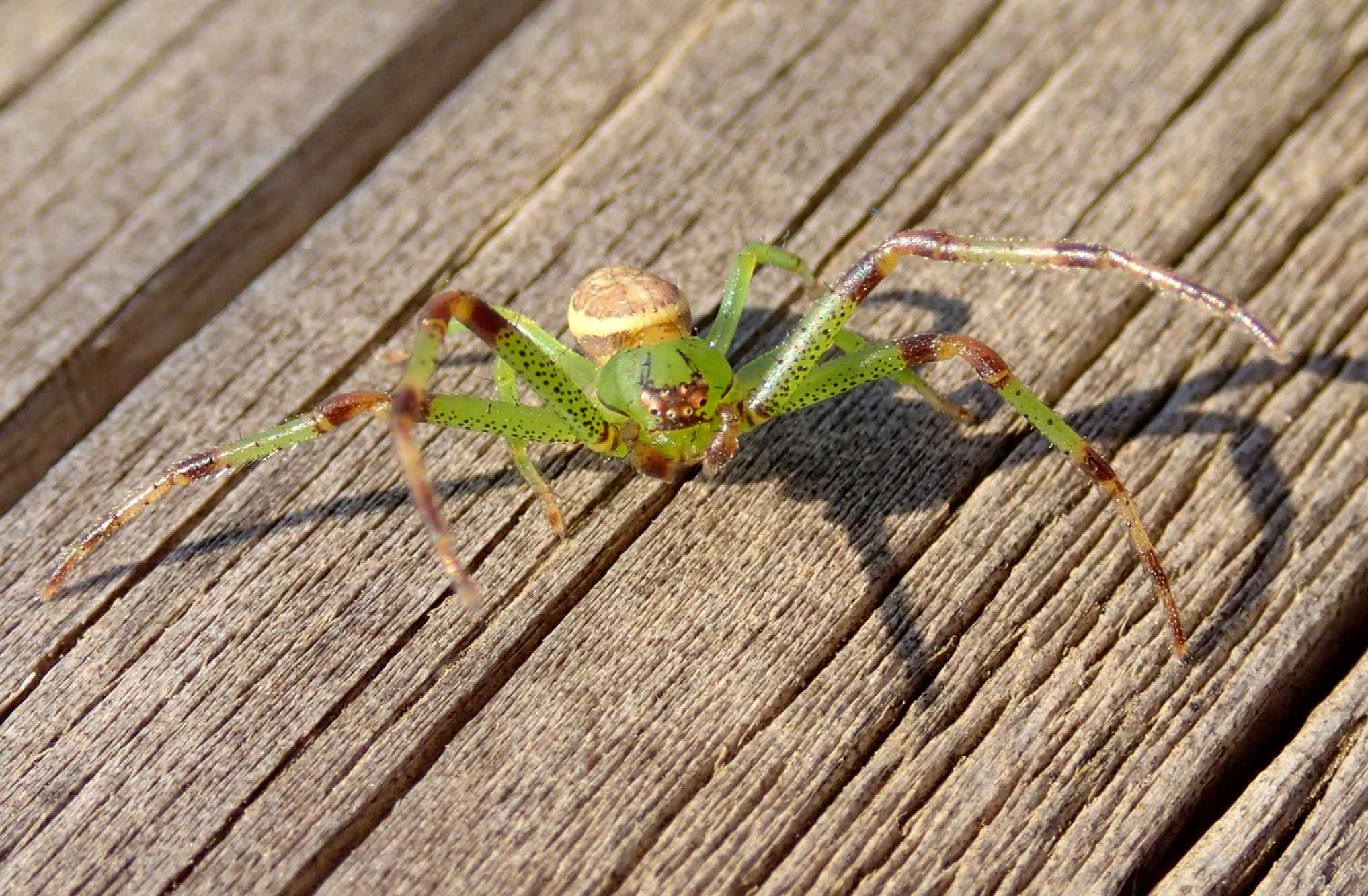 Thomisidae:  Diaea dorsata  - Lughignano (TV)